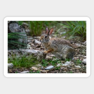 Cottontail Rabbit Hopping Along the Trail Sticker